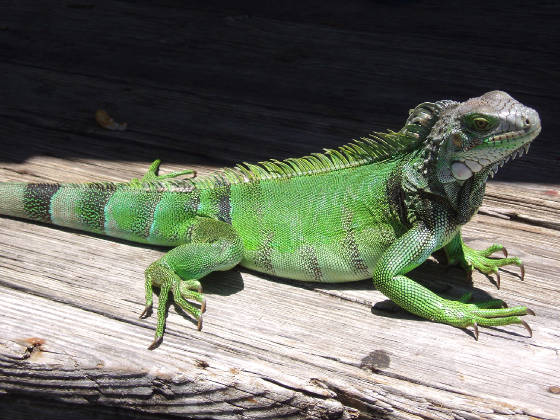 iguana2.jpg