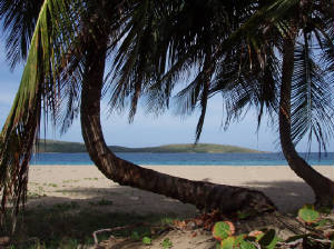 leaningpalms.jpg