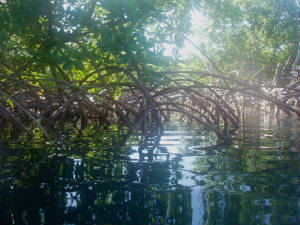 mangrove2.jpg