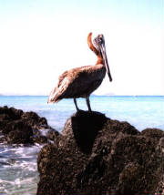 pelican.jpg