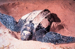 turtle.jpg
